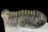 Bargain, Boeckops Trilobite - Nice Eye Facets #154806-3